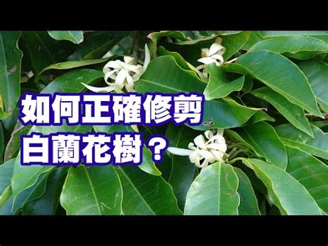 玉蘭樹風水|玉蘭花樹的風水禁忌 種植要注意什麼